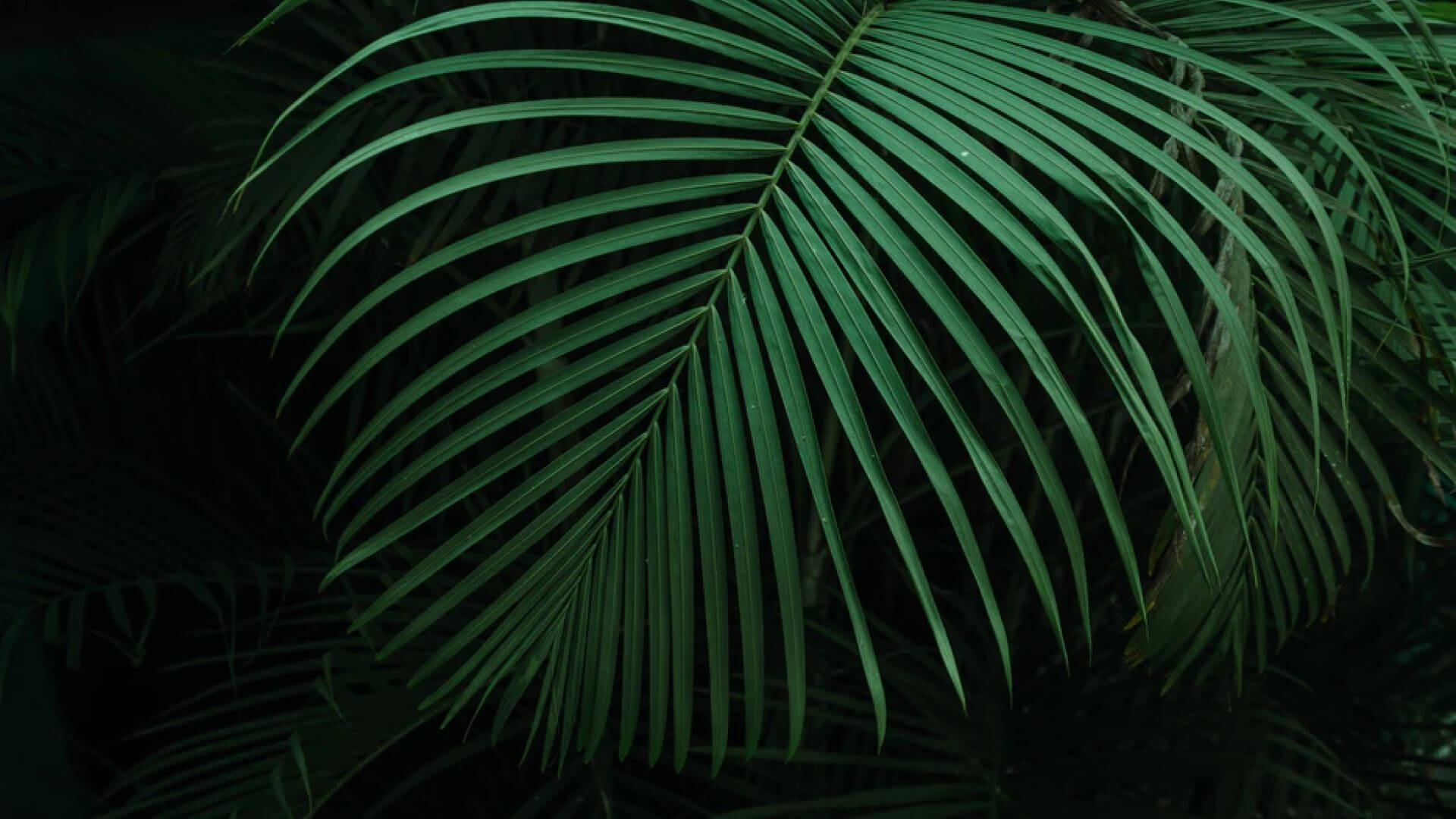 The 1 tool that helps remote teams collaborate better-牛视大盘点